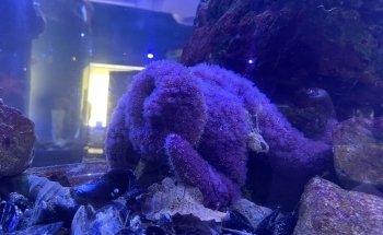 TidePools Aquarium