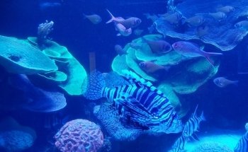 AQWA The Aquarium Of Western Australia