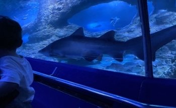 AQWA The Aquarium Of Western Australia