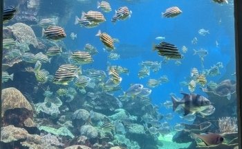 AQWA The Aquarium Of Western Australia
