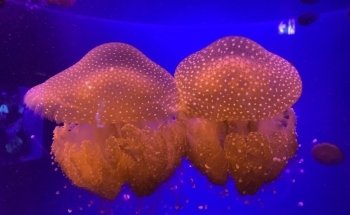 AQWA The Aquarium Of Western Australia