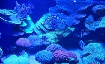 AQWA The Aquarium Of Western Australia