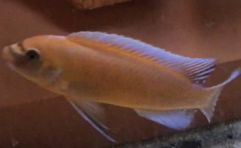 OTH'S CICHLIDS élevage de cichlidés africains / african cichlids breeder