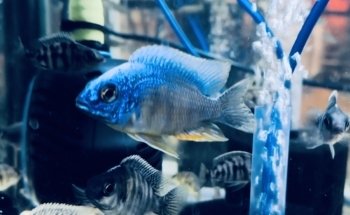 OTH'S CICHLIDS élevage de cichlidés africains / african cichlids breeder