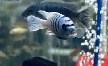 OTH'S CICHLIDS élevage de cichlidés africains / african cichlids breeder