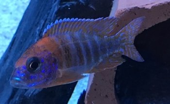 Criadero de Ciclidos Africanos OTH