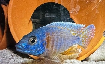 OTH'S CICHLIDS élevage de cichlidés africains / african cichlids breeder