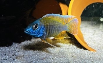 OTH'S CICHLIDS élevage de cichlidés africains / african cichlids breeder