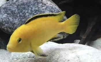 OTH'S CICHLIDS élevage de cichlidés africains / african cichlids breeder