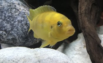 OTH'S CICHLIDS élevage de cichlidés africains / african cichlids breeder