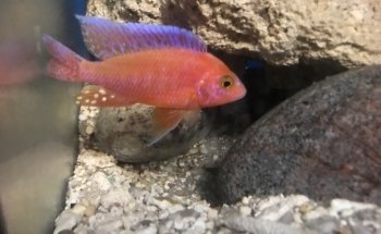 OTH'S CICHLIDS élevage de cichlidés africains / african cichlids breeder