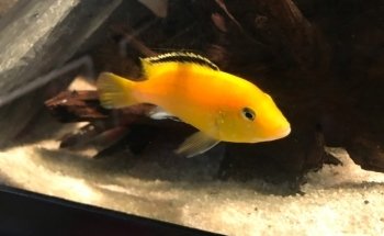 OTH'S CICHLIDS élevage de cichlidés africains / african cichlids breeder