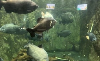 Acuarium de Veracruz