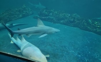 Acuarium de Veracruz