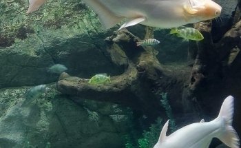 Acuarium de Veracruz