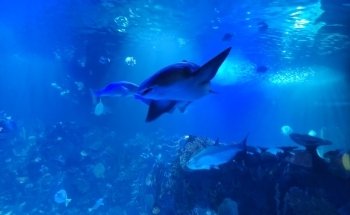 Acuario Inbursa