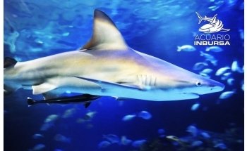 Acuario Inbursa