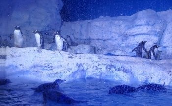 Acuario Inbursa