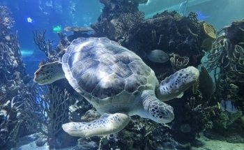 Acuario Inbursa