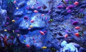 Acuario Inbursa