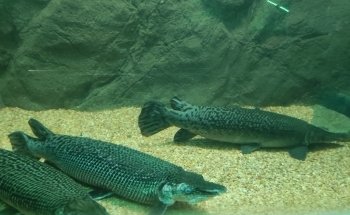 Gran Acuario Mazatlán 