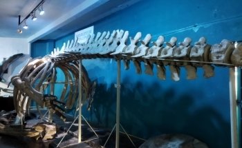 Gran Acuario Mazatlán 