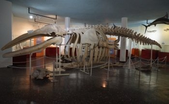 Gran Acuario Mazatlán 