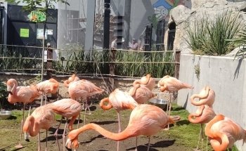 Acuario Michin Guadalajara