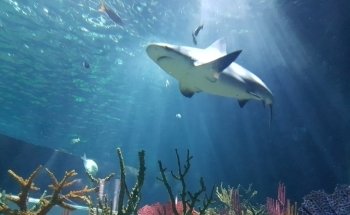 Acuario Michin Guadalajara