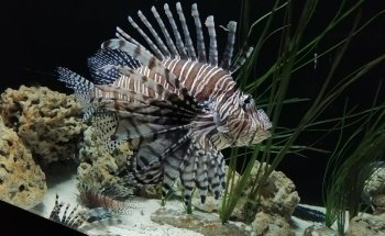 Acuario Michin Guadalajara