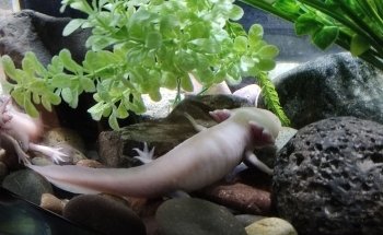 Acuario Michin Guadalajara