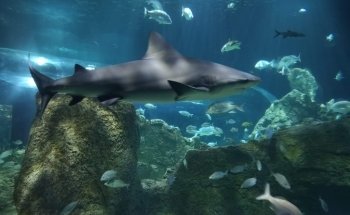 Acuario Michin Guadalajara