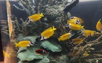 Acuario Michin Guadalajara