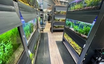 Lots Of Fins Aquarium