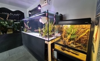 Lots Of Fins Aquarium