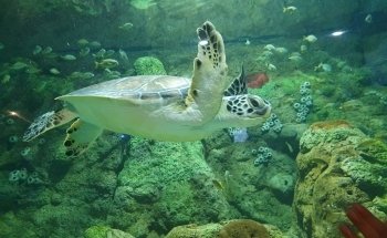 Acuario Michin CDMX