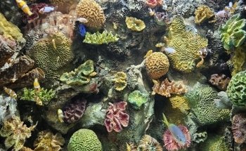 Acuario Michin CDMX