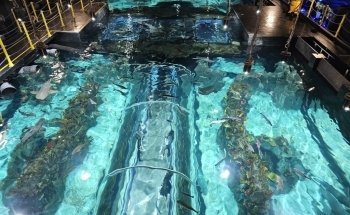 Acuario Michin CDMX