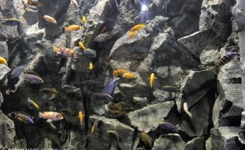 Acuario Michin CDMX