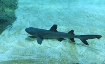 Acuario Michin CDMX