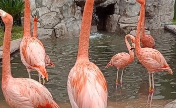 Acuario Michin CDMX