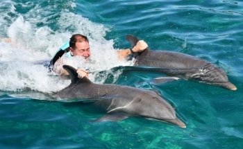 Dolphin Discovery Isla Mujeres