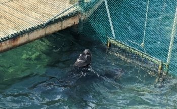 Dolphin Discovery Isla Mujeres
