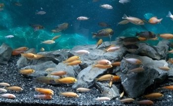 Acuario Michin Puebla