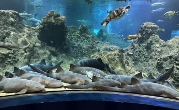Acuario Michin Puebla