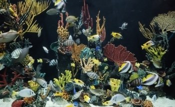Acuario Michin Puebla