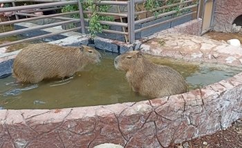 Acuario Michin Puebla