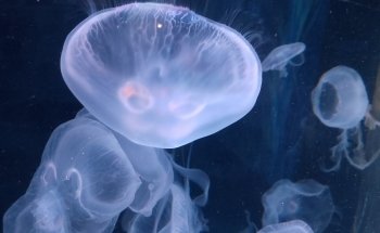 Acuario Michin Puebla