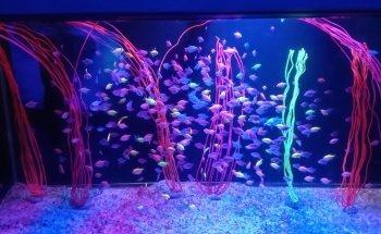 Acuario Michin Puebla