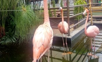 Acuario Michin Puebla